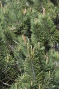 Dwarf mountain pine Mughus Royalty Free Stock Photo