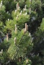 Dwarf mountain pine Mughus Royalty Free Stock Photo