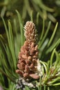 Dwarf mountain pine Mughus Royalty Free Stock Photo
