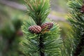 Dwarf Mountain Pine (Pinus mugo) Royalty Free Stock Photo