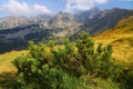 Dwarf mountain pine (Pinus mugo) in Tatry