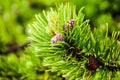 Dwarf mountain pine ( Pinus mugo Turra )