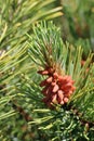 Dwarf mountain pine with pollen producing strobili