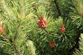 Dwarf mountain pine with pollen producing strobili