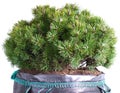 Dwarf mountain pine in a pot