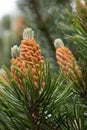 Dwarf Mountain Pine Tree, Pinus Mugo Turra, sprouting new pine cones Royalty Free Stock Photo