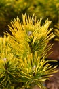 Dwarf mountain pine Winter Gold