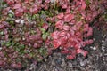 Dwarf Nandina domestica shrub Royalty Free Stock Photo