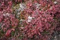 Dwarf Nandina domestica shrub Royalty Free Stock Photo