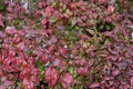 Dwarf Nandina domestica shrub Royalty Free Stock Photo