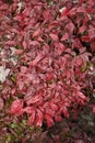 Dwarf Nandina domestica shrub Royalty Free Stock Photo