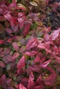 Dwarf Nandina domestica shrub Royalty Free Stock Photo