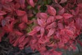 Dwarf Nandina domestica shrub Royalty Free Stock Photo