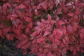 Dwarf Nandina domestica shrub Royalty Free Stock Photo