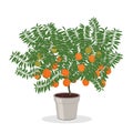 Orange tree growing in pot Fruit tree illustration