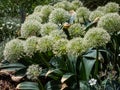 The dwarf ornamental onion Allium karataviense Regel `Ivory Queen` flowering with elegant globe-shaped clusters of clean white