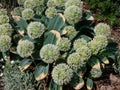 The dwarf ornamental onion Allium karataviense Regel `Ivory Queen` flowering with elegant globe-shaped clusters of clean white