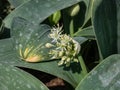 The dwarf ornamental onion (Allium karataviense Regel) 'Ivory Queen' starting to flower