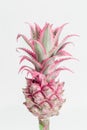 Dwarf Ornamental Pineapple red mini flower. close up one tropical bloom per stem, view from above.