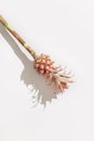 Dwarf Ornamental pink Pineapple flower on white background with hard light. Holiday invitation in minimal style