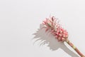 Dwarf Ornamental pink Pineapple flower on white. One exotic plant top view. Holiday invitation in minimal style
