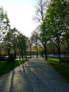 Dwarf decorative trees in the park Royalty Free Stock Photo