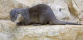 Dwarf otter 7