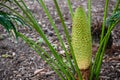 Dwarf Palm Tree with its big sago cone at a tropical botanical garden.