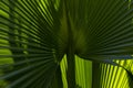 Dwarf palmetto leaf