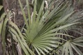 Dwarf Palmetto Plants Royalty Free Stock Photo