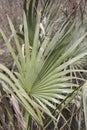 Dwarf Palmetto Plants Royalty Free Stock Photo