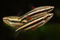 Dwarf Pencilfish Nannostomus marginatus Royalty Free Stock Photo