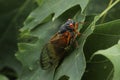 A Dwarf Periodical Cicada (Magicicada cassini) from Brood X.