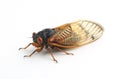 Dwarf periodical cicada (Magicicada cassini)