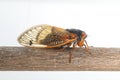 dwarf periodical cicada (Magicicada cassini)
