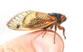 dwarf periodical cicada (Magicicada cassini)