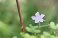 Dwarf periwinkle flower Royalty Free Stock Photo