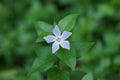 Dwarf periwinkle flower - pervinca minor Royalty Free Stock Photo