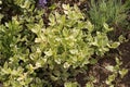 Dwarf periwinkle Vinca minor plants with variegated leaves