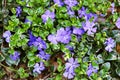 Dwarf periwinkle