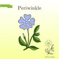 Dwarf periwinkle, or Vinca minor Royalty Free Stock Photo