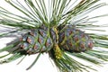 Dwarf pine cones