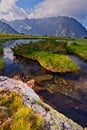 Dwarf pine on Kobylie pleso tarn under Zavory saddle in High Tatras during summer