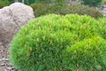 Dwarf pine. Landscaping element.