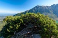 Dwarf pine Royalty Free Stock Photo