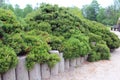 Dwarf pine