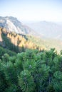 Dwarf pine tree with alpine panorama, Puchberg am Schneeberg, Au