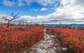 Dwarf pine trees and charred remains dot miles of crimson red huckleberry bushes