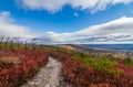 Dwarf pine trees and charred remains dot miles of crimson red huckleberry bushes