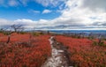 Dwarf pine trees and charred remains dot miles of crimson red huckleberry bushes Royalty Free Stock Photo